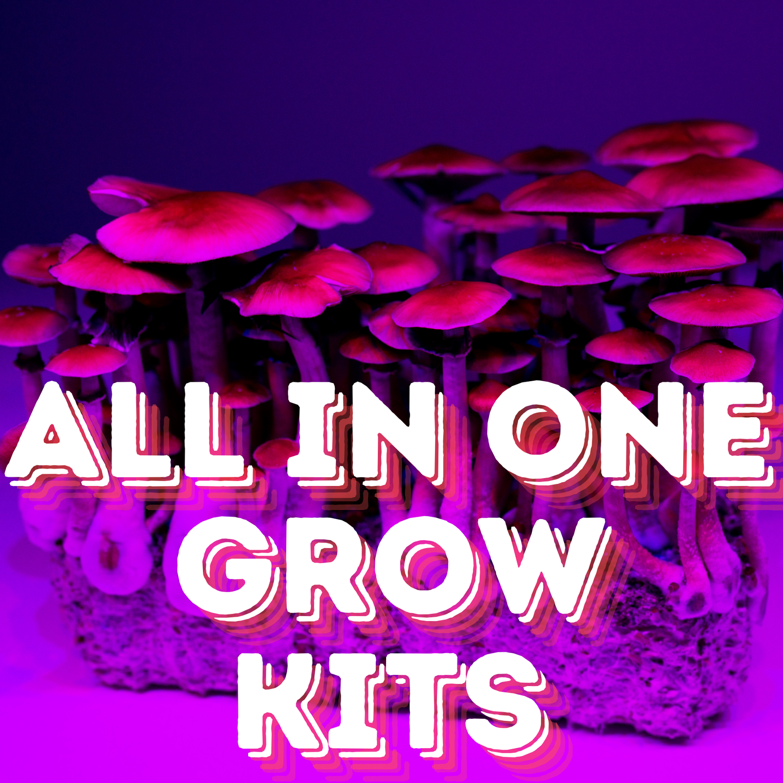 All-In-One Mushroom Grow Kit